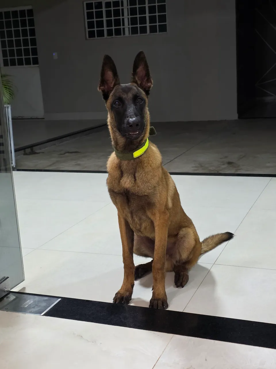 Pastor Belga malinois 