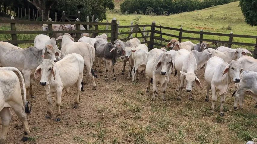 Bezerros, bezerras e Tourinhos Brahman - Foto 3