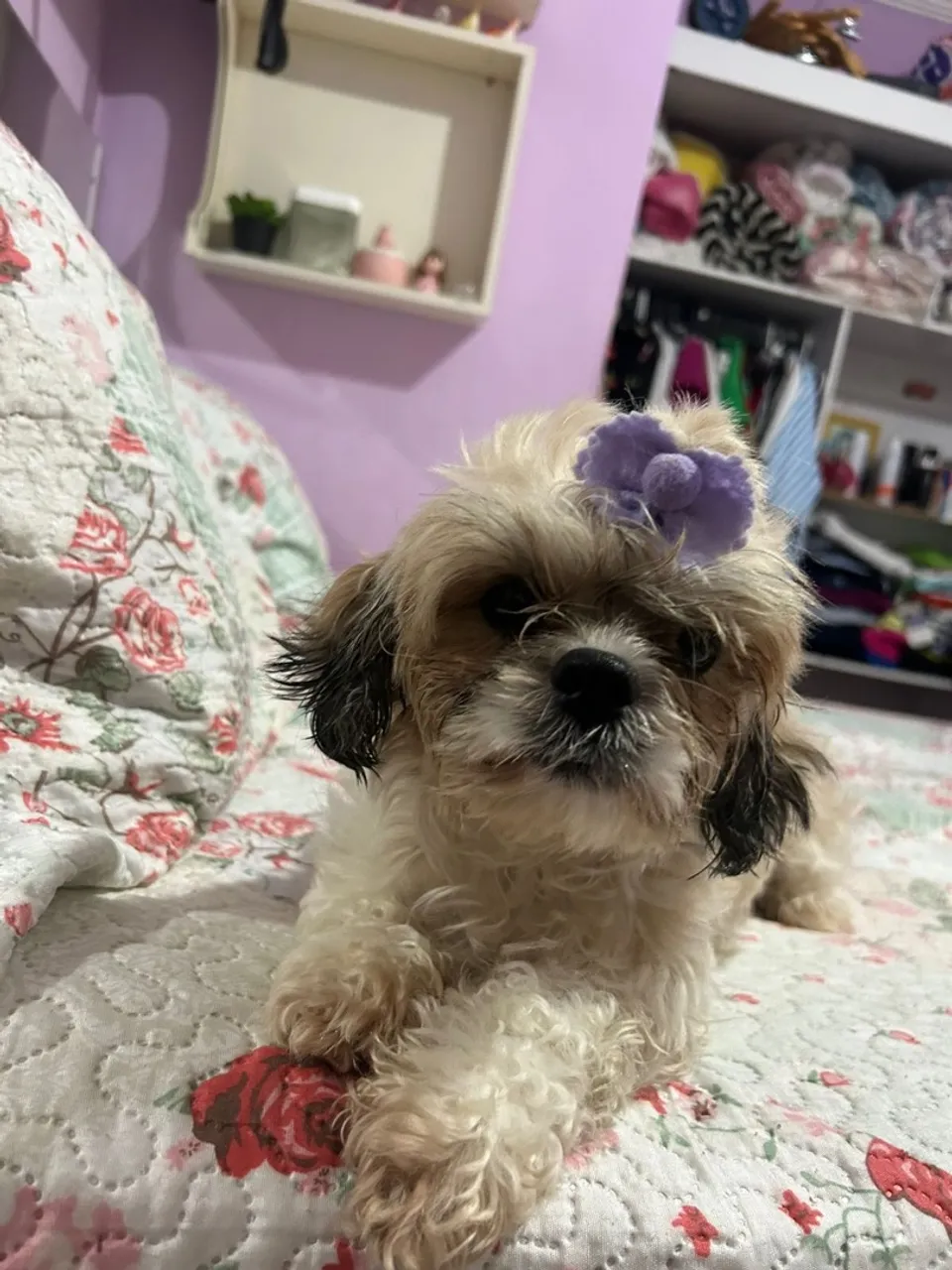 Shih Tzu Filhote - Fofura e Companhia!