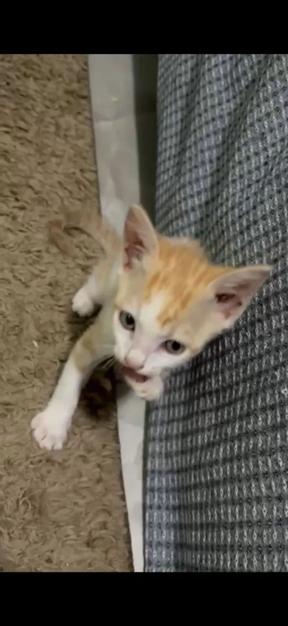 Gato filhote Fêmea para doação