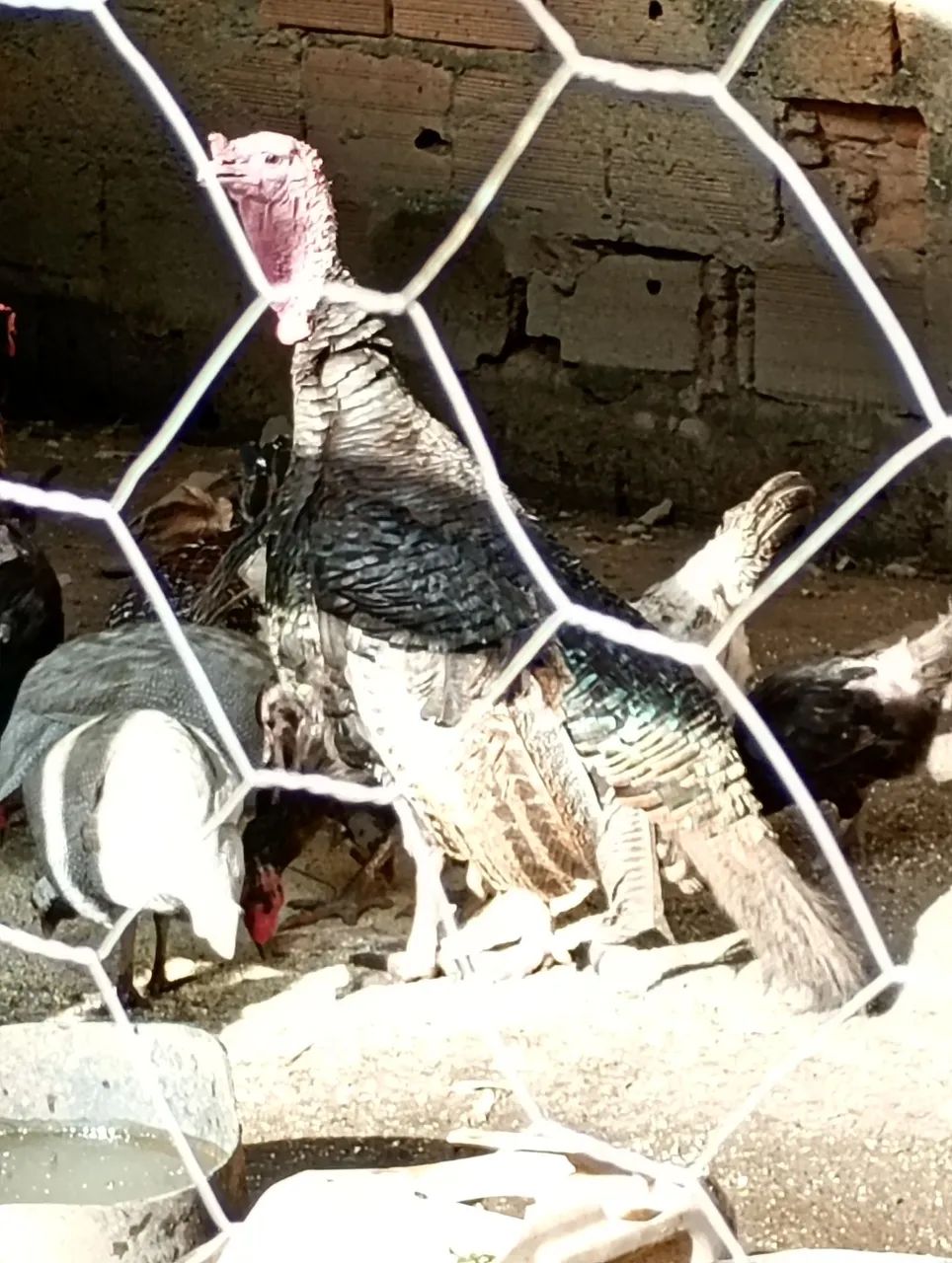 Peru macho  - Foto 2