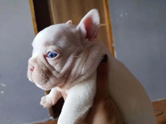 American bully - Foto 5