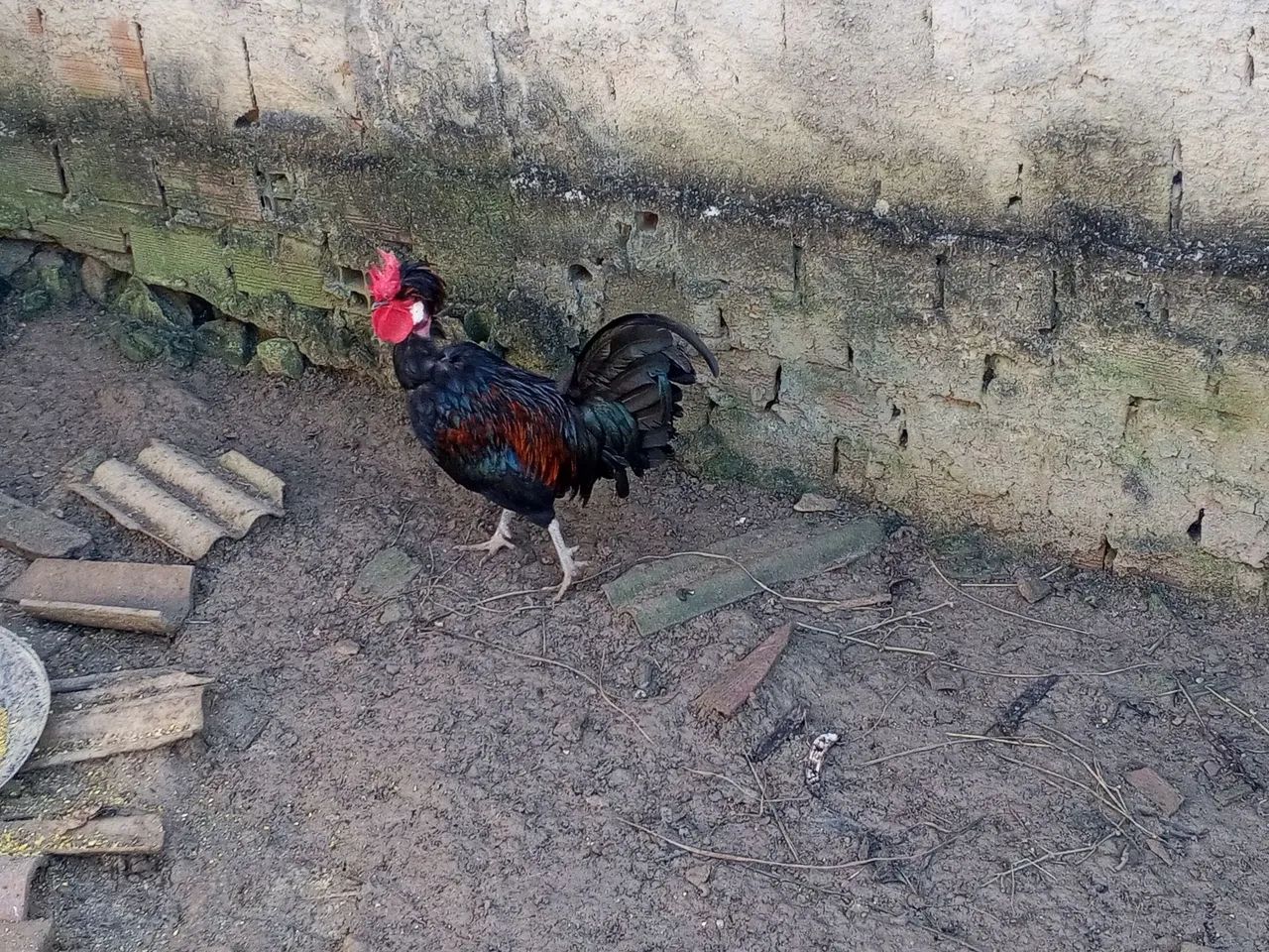 Galos polonês  - Foto 2