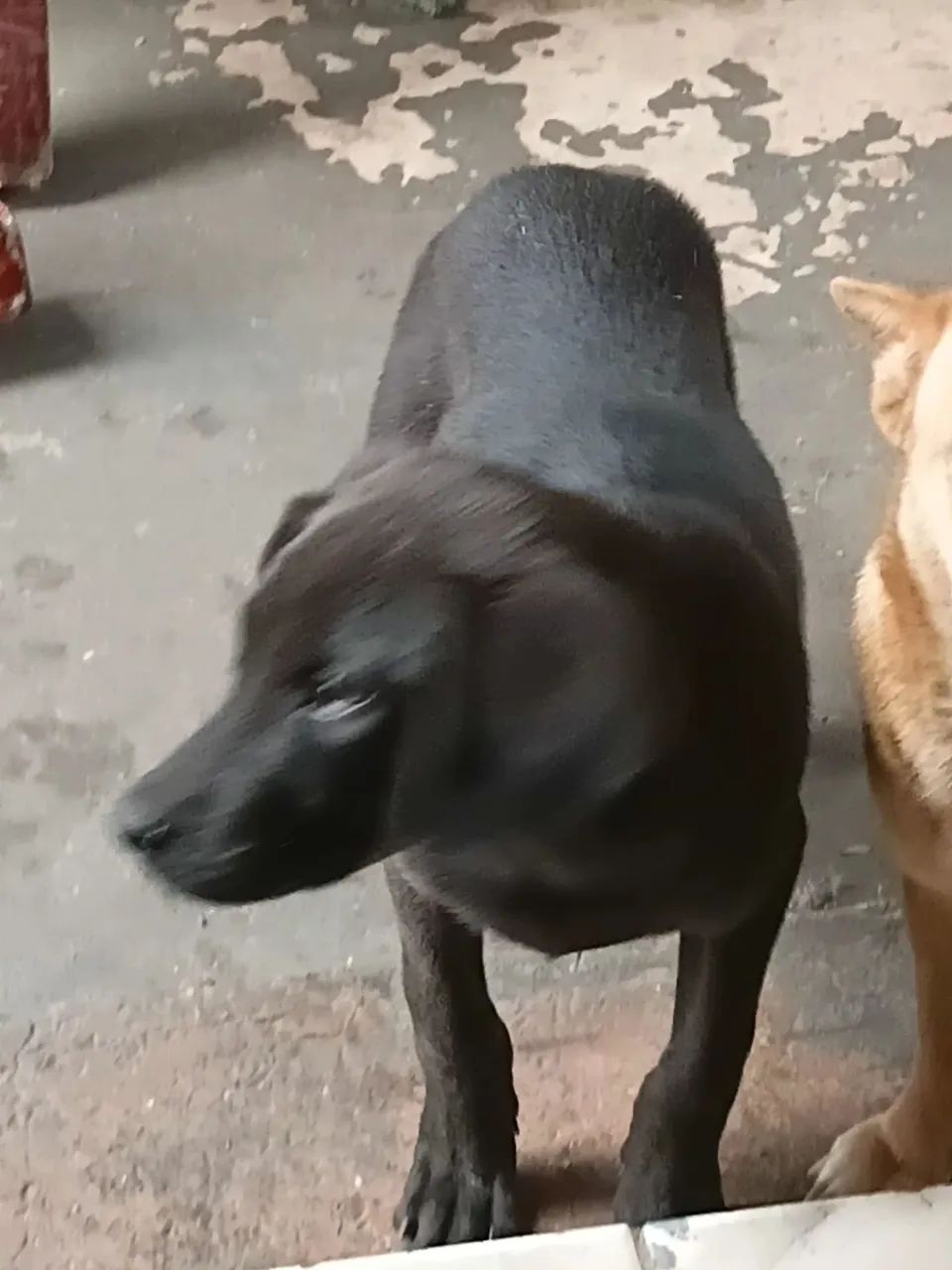 Doação de Labrador - Foto 4