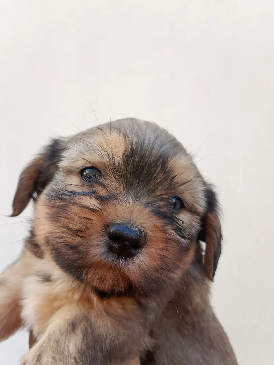 Cachorro  - Foto 3