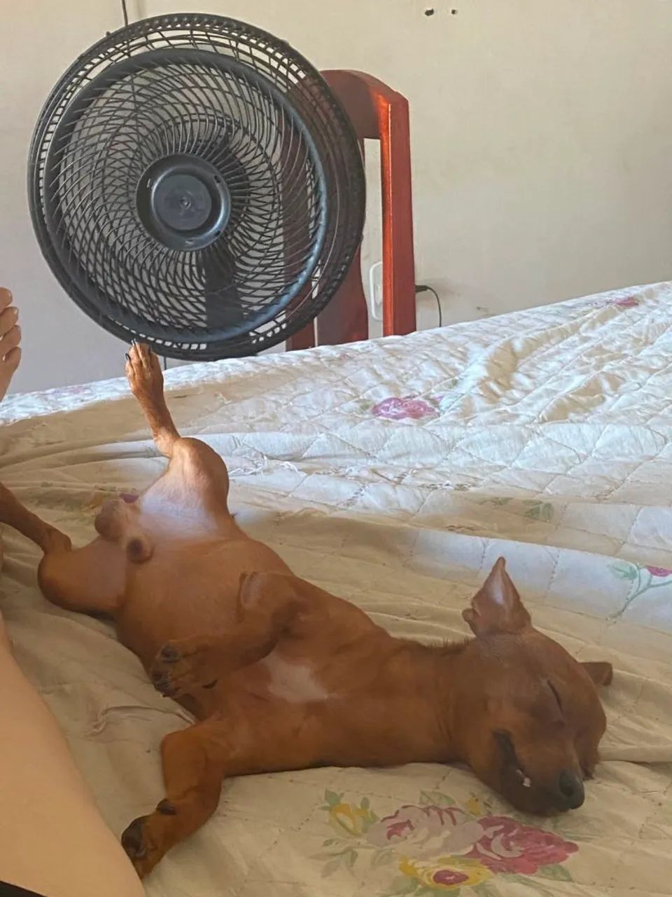 Pinscher ...0 e 1 