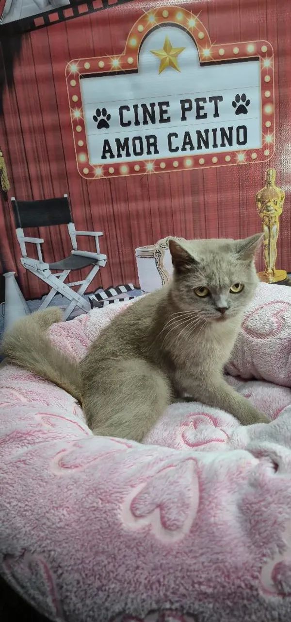 British shorthair Lilac