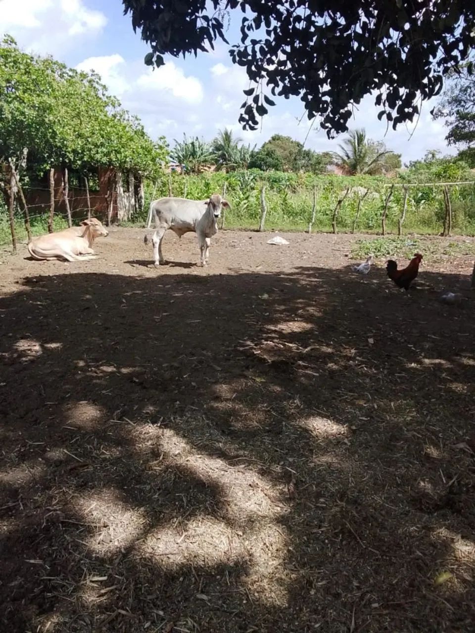 Bezerro  - Foto 2