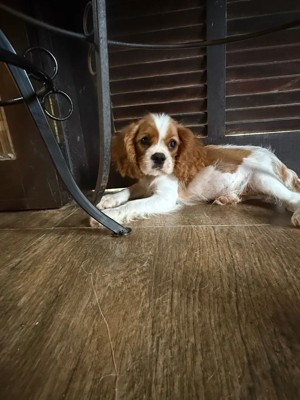 Cavalier King Charles Spaniel  - Foto 3