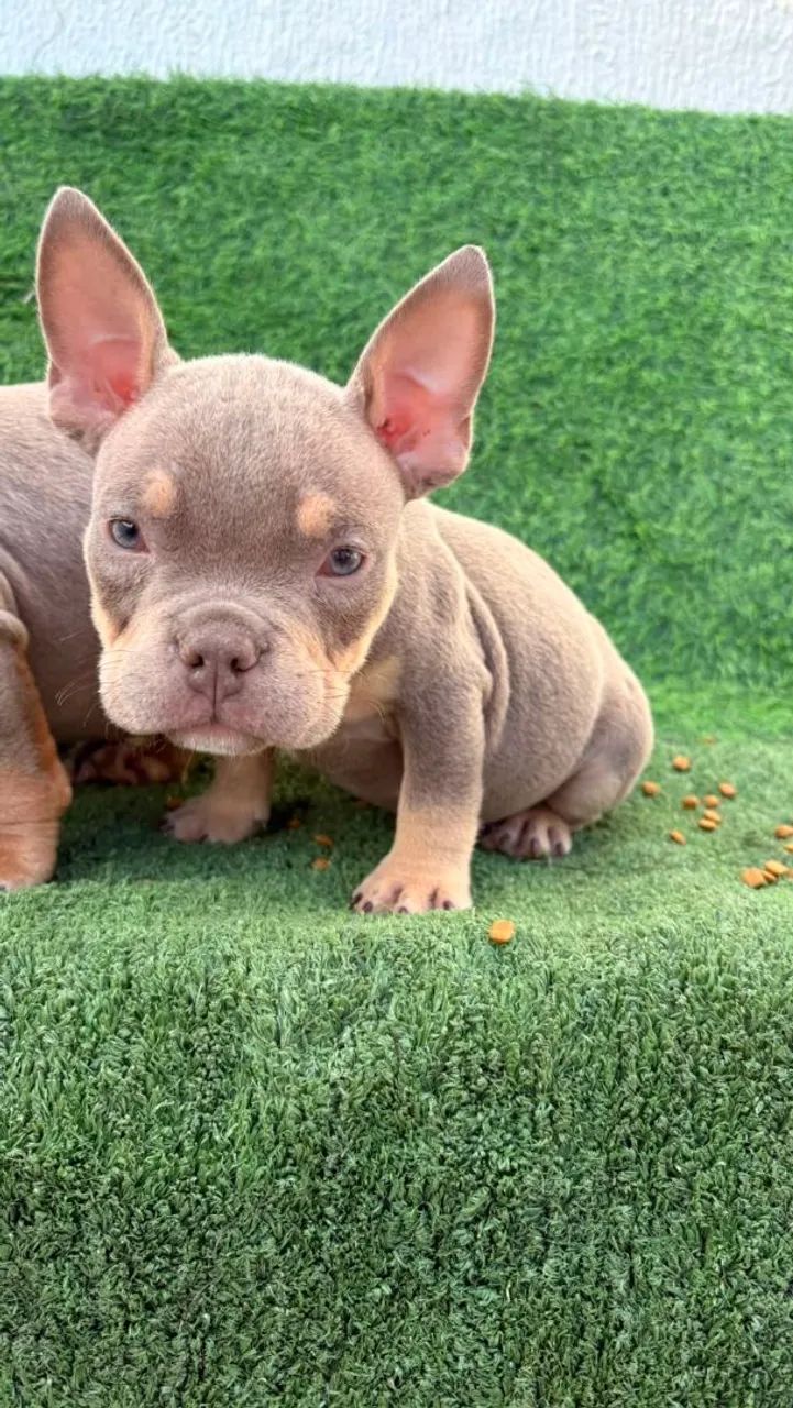 Macho exótic Bully micro