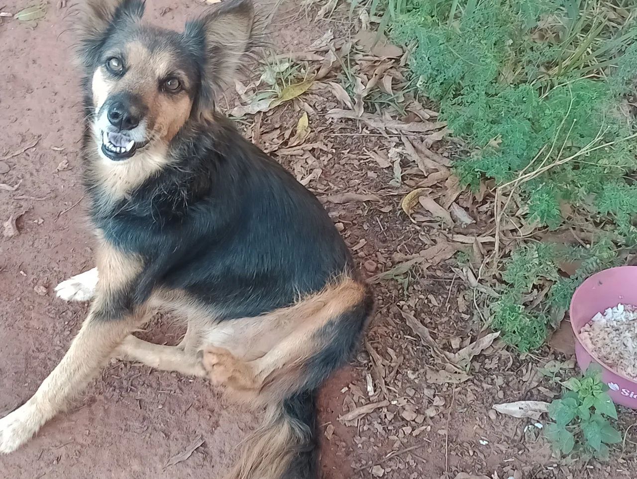 Doação de uma cachorra - Foto 3