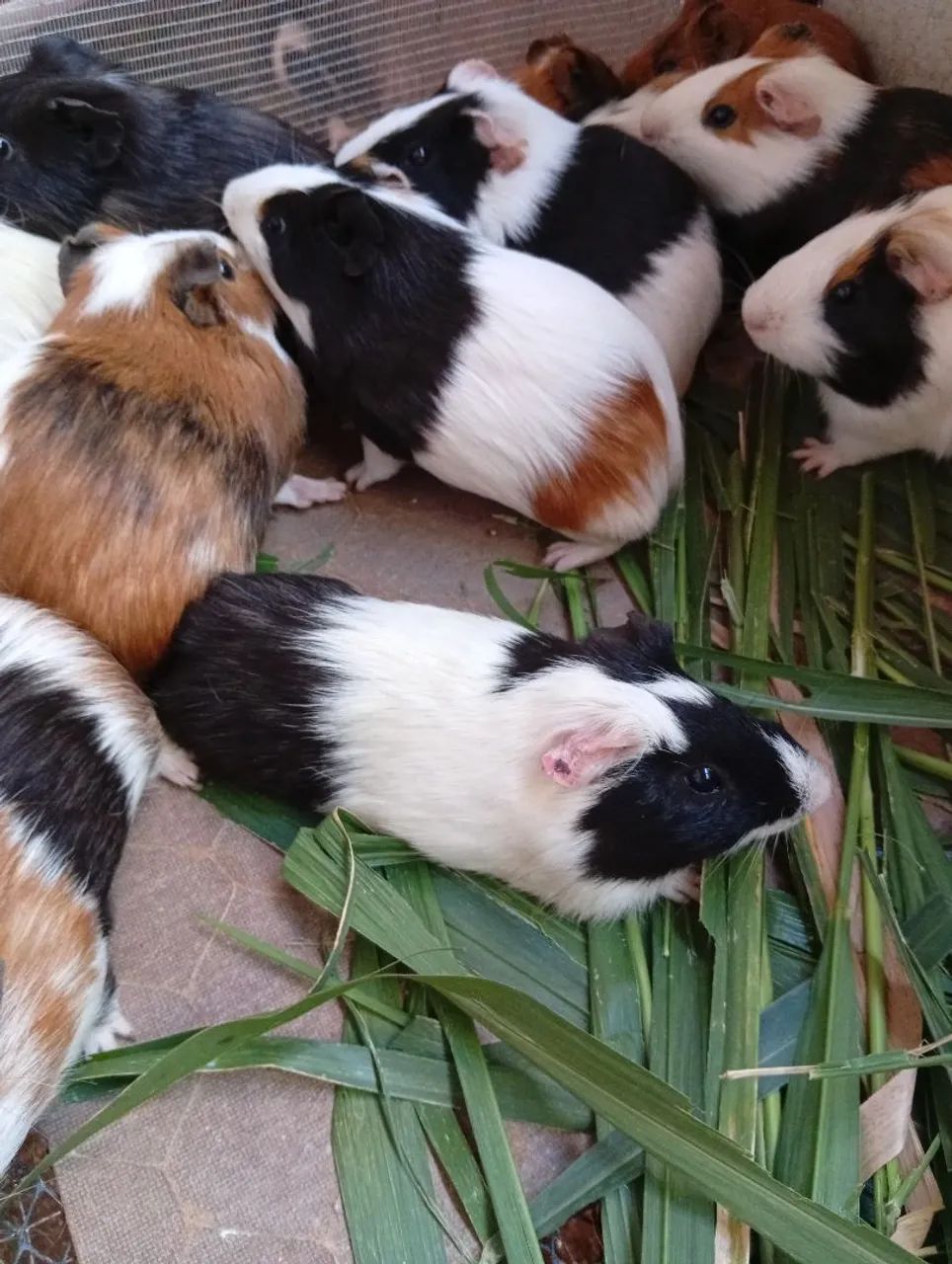 Porquinho da índia machos  - Foto 3