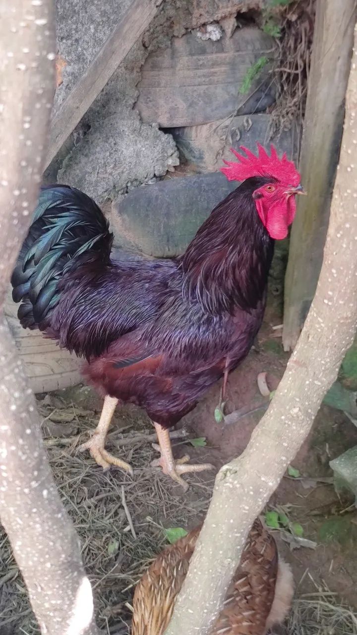 Galo e Galinhas 