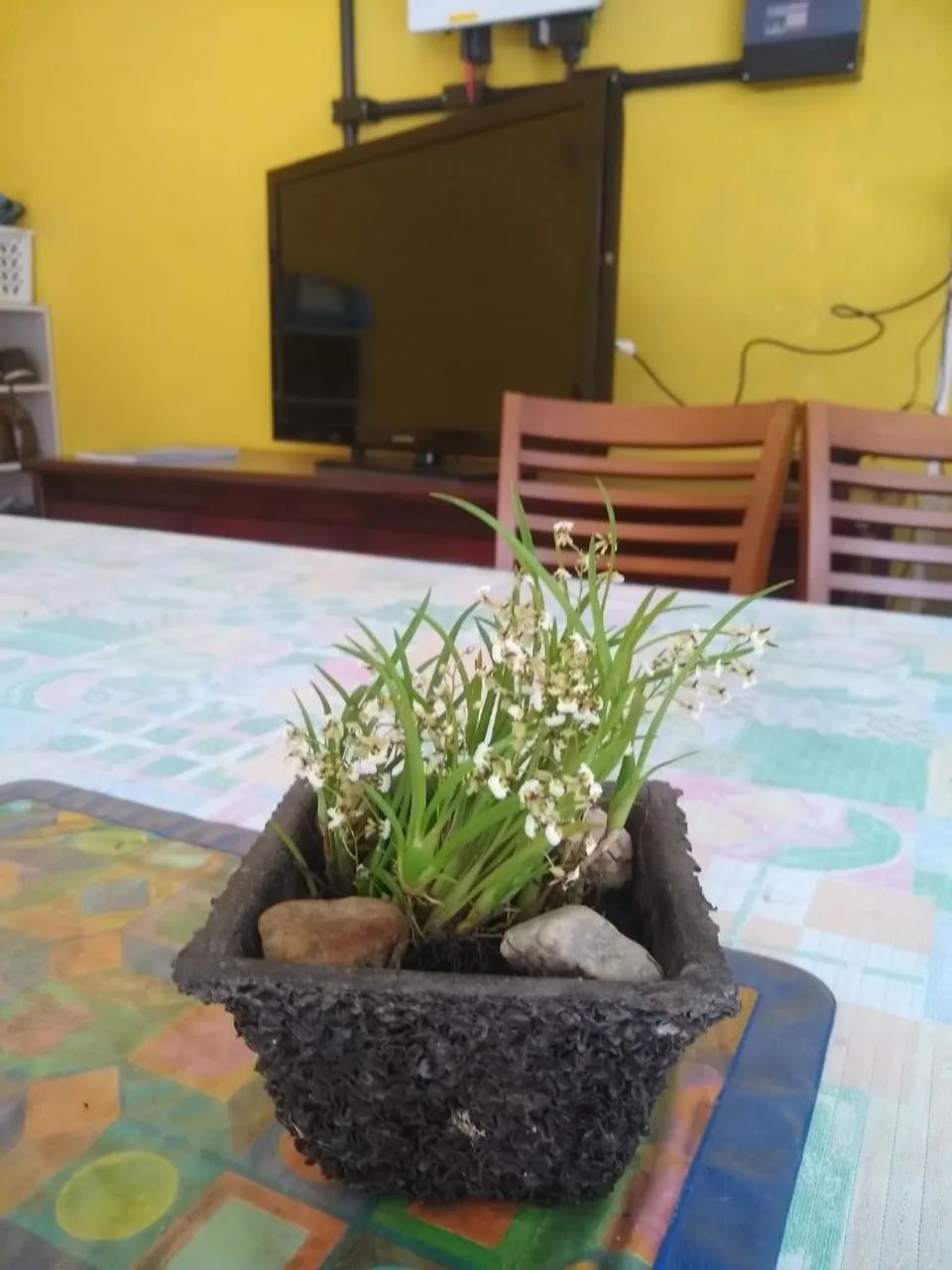 Mini Orquídea  - Foto 4