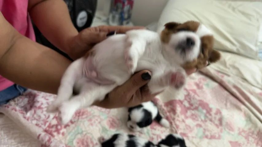 Shih Tzu - Foto 3