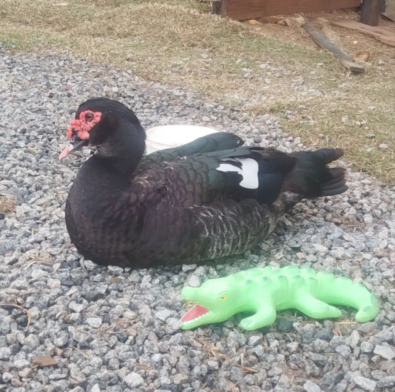 Vendo Pato