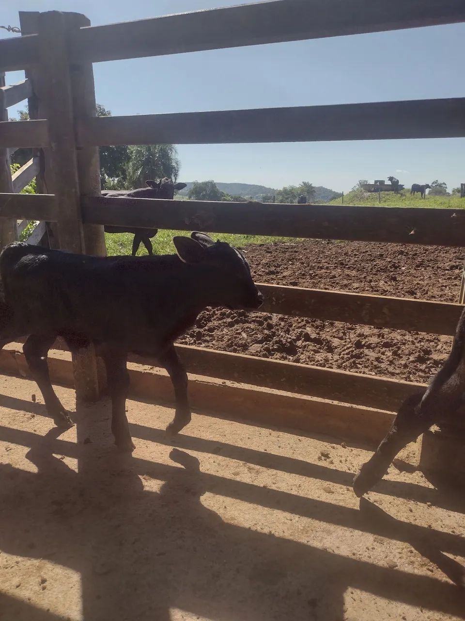 Bezerros angus Goiânia  leia a descrição. - Foto 2