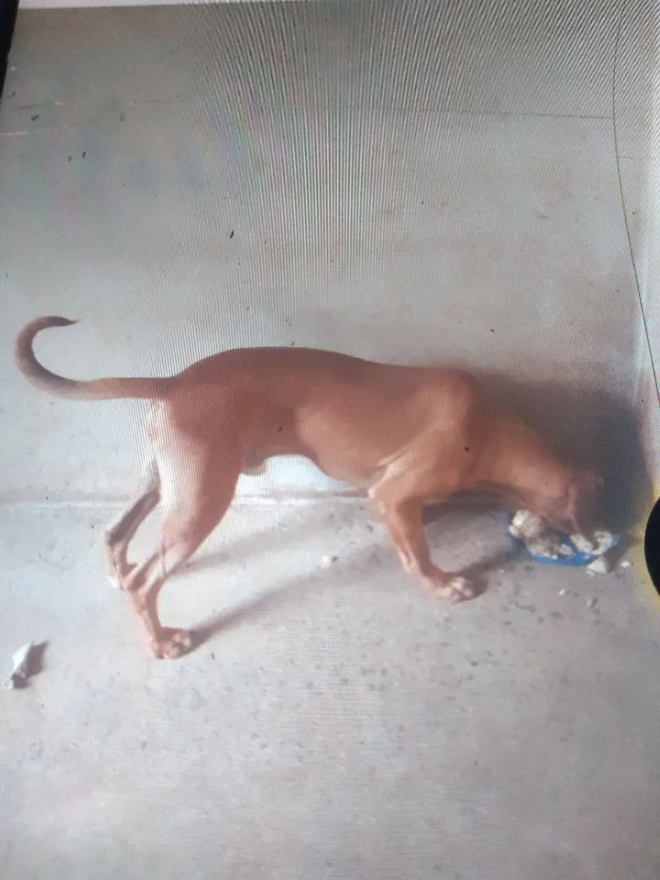 Cachorro americano  - Foto 3