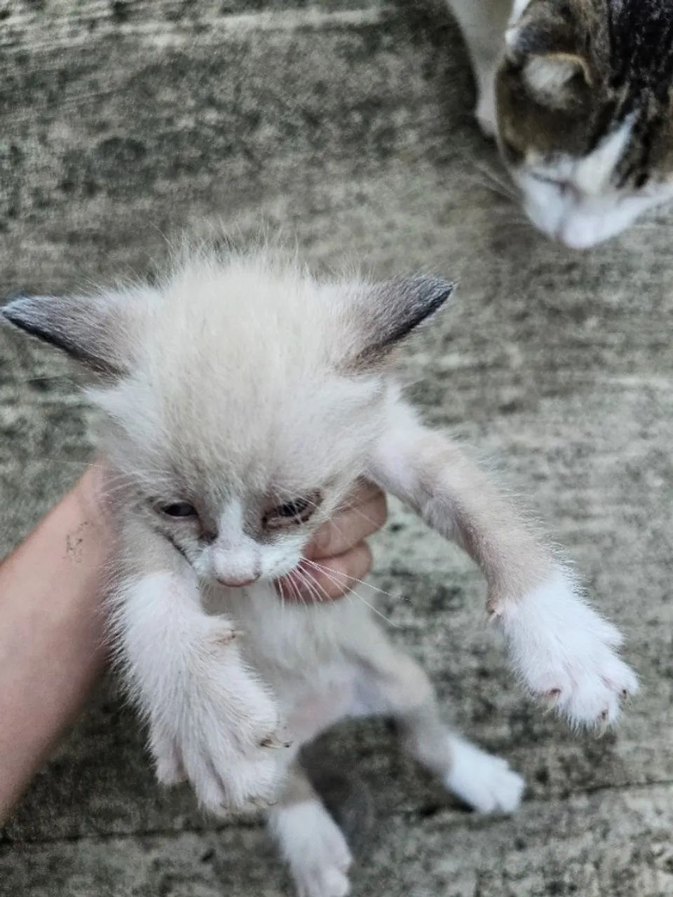 Gato - Foto 4