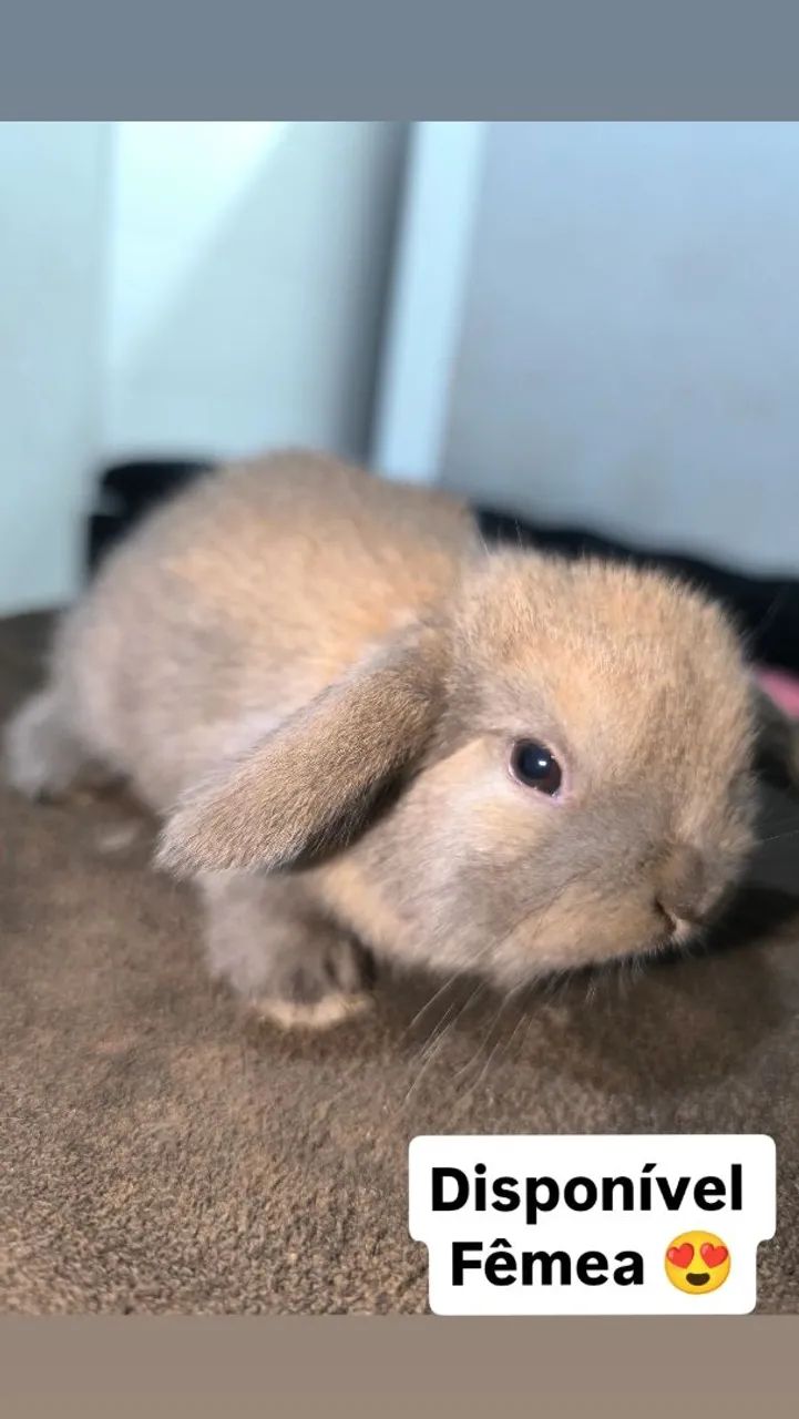 Coelhos - Foto 4