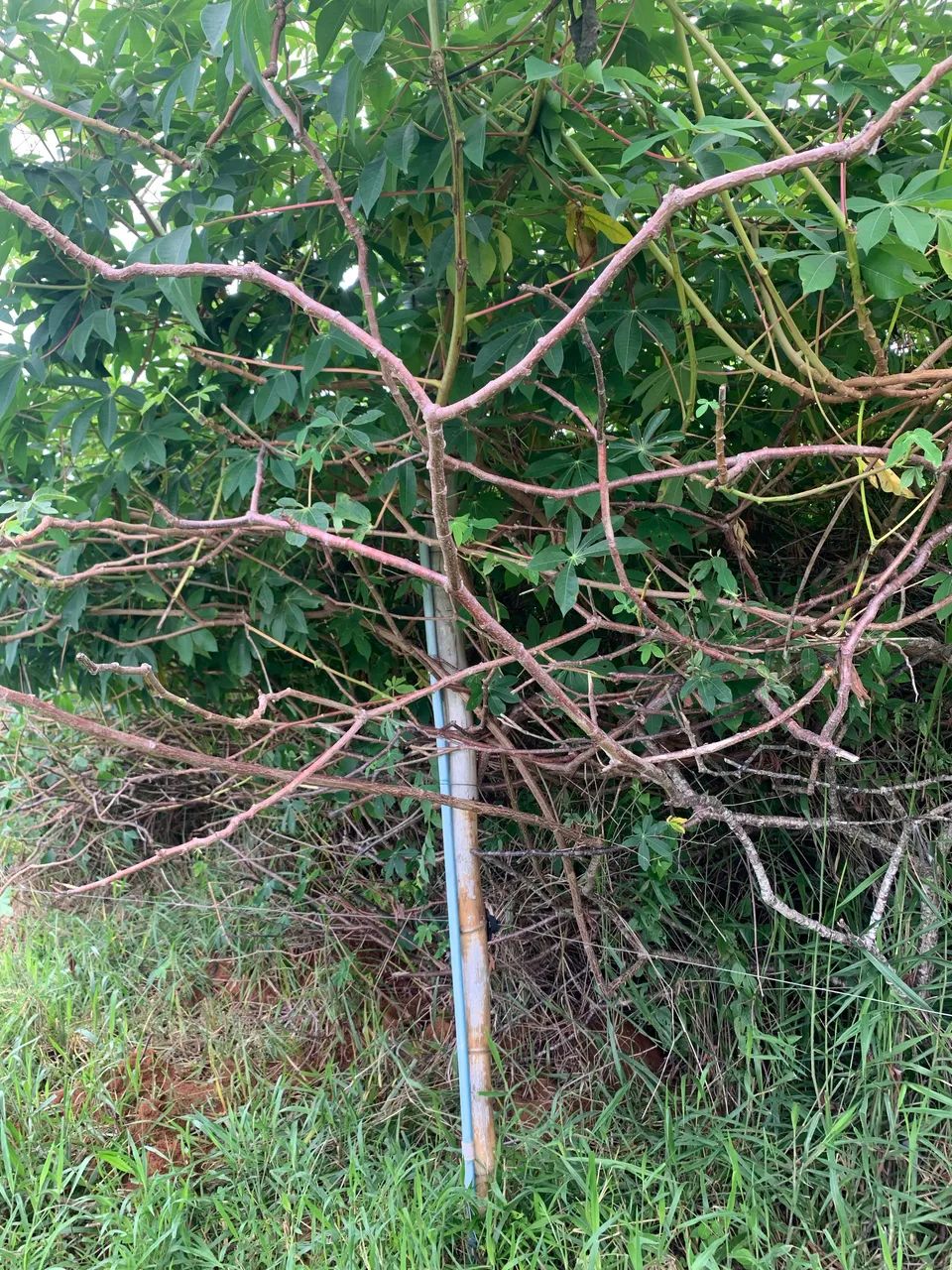Mandioca Pornunça- mudas de toda a plantação 
