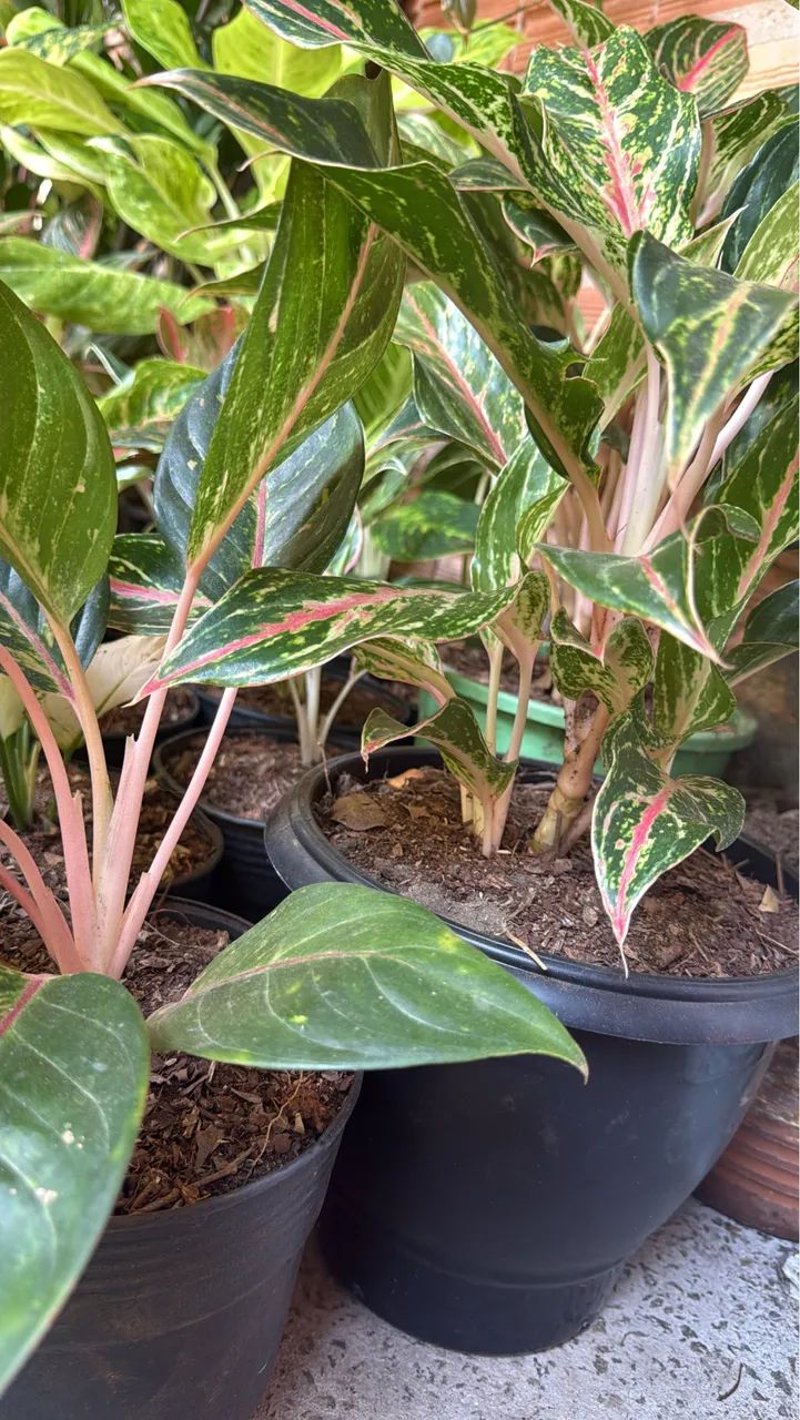 Plantas - Foto 4