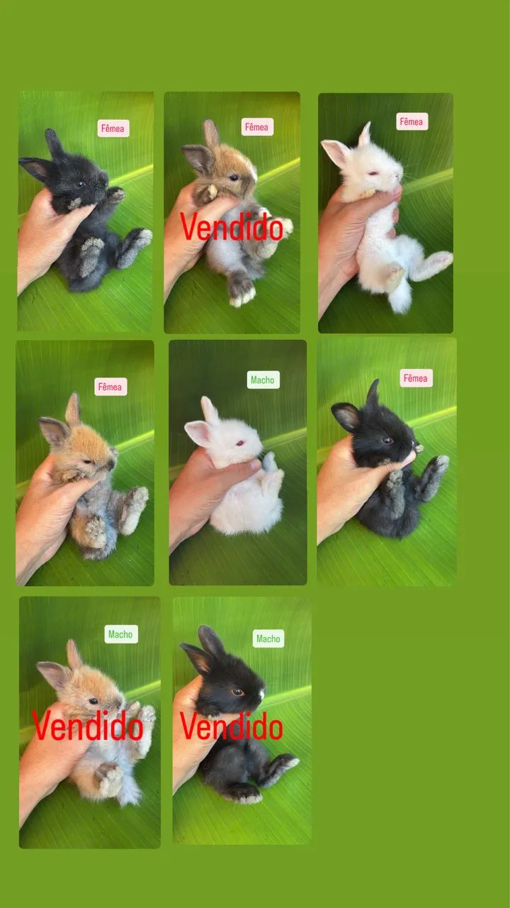 FILHOTES DE COELHO MINI LION HEAD - UMA FOFURA IRRESISTÍVEL  - Foto 3