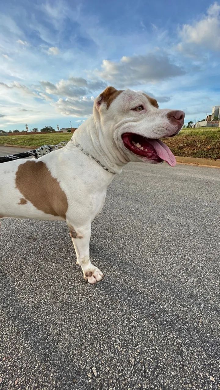 Pitbull para doação  - Foto 5