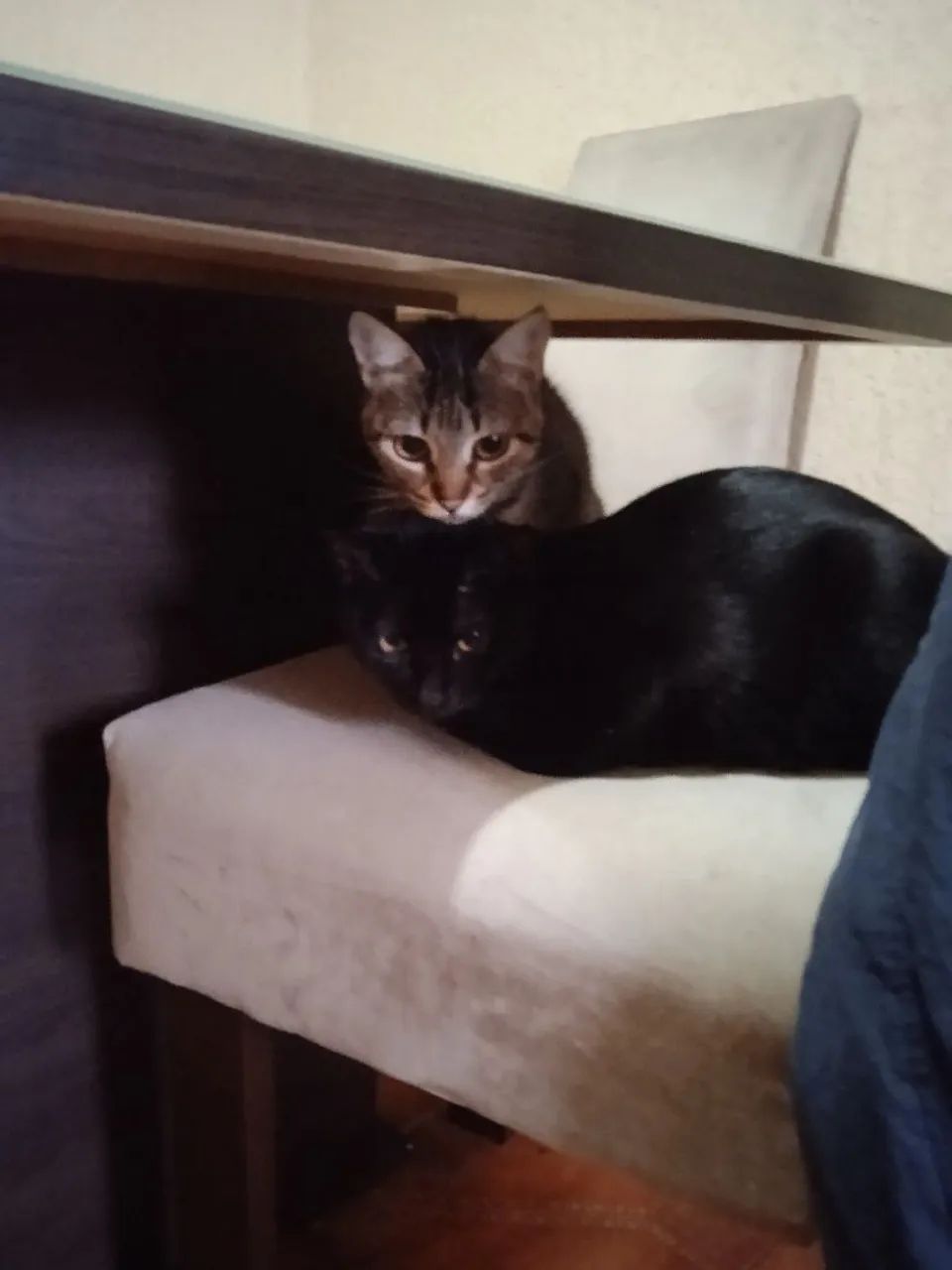 Gatos para adoção - CASAL
