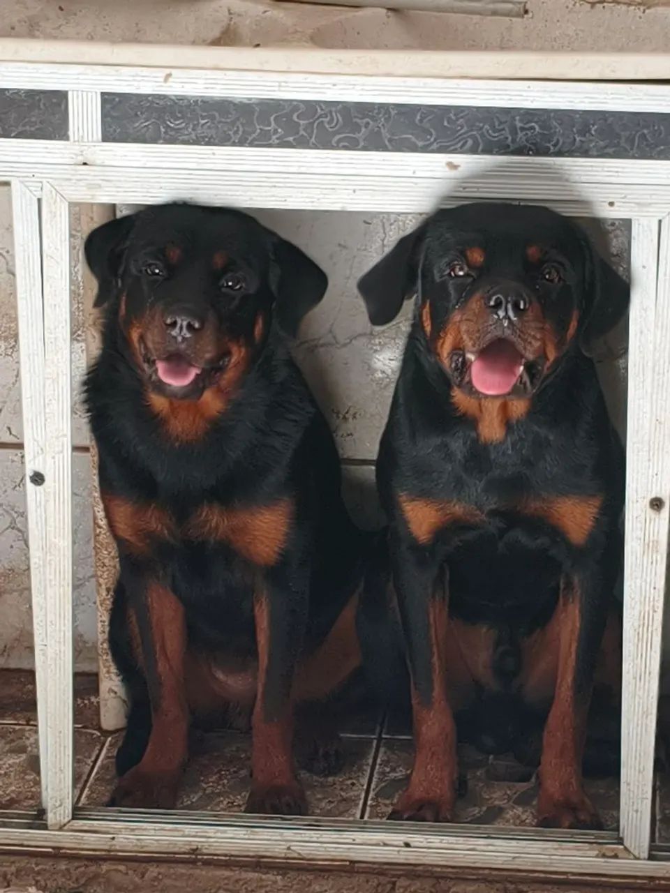 Casal de rotweiller puros (valor da venda casal)
