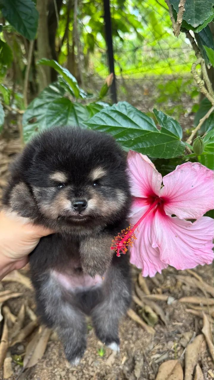 SPITZ ALEMÃO MACHINHO  - Foto 2