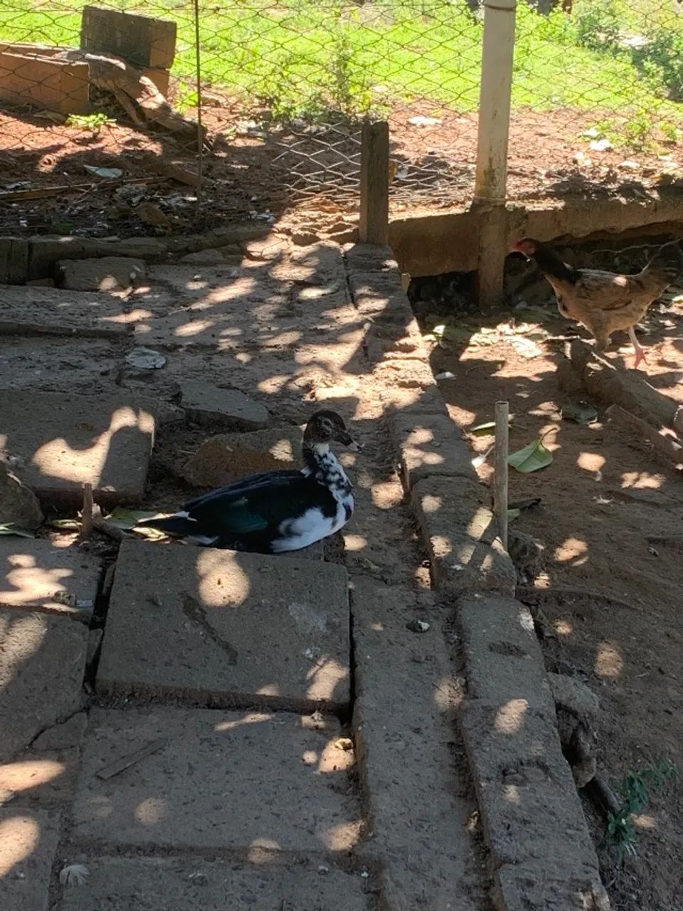 Patos  - Foto 2