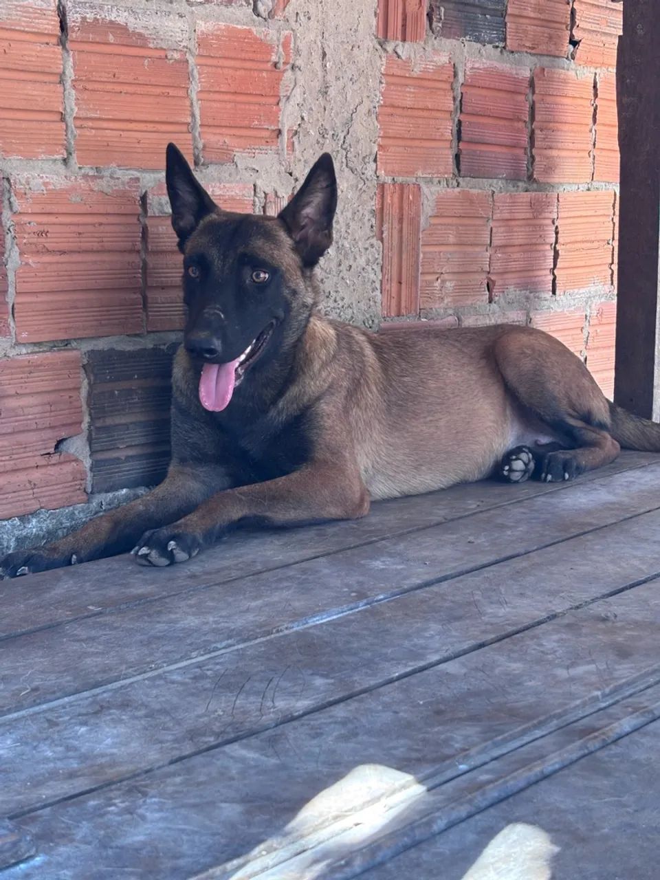 Cadela Malinois  - Foto 2