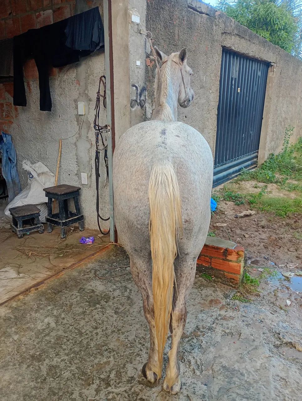 Cavalo bom e ligeiro  - Foto 3