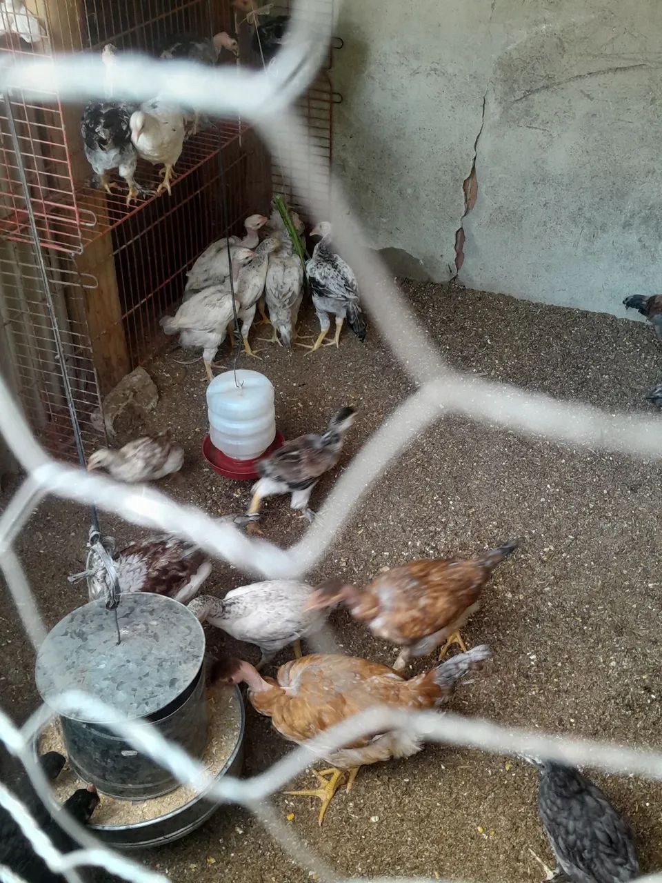 Vendas de frangos e frangas da Raça caipira pesadão valor chamar no pv - Foto 3