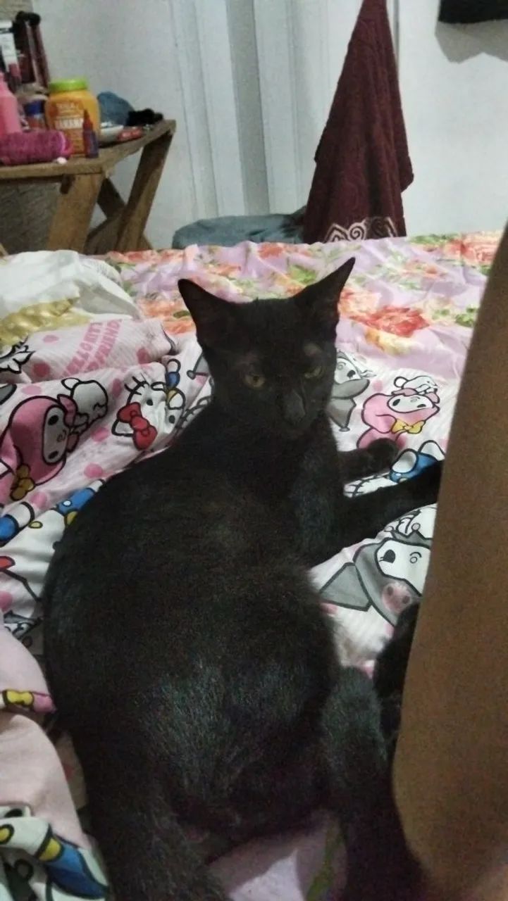 Doação responsável  - Foto 3