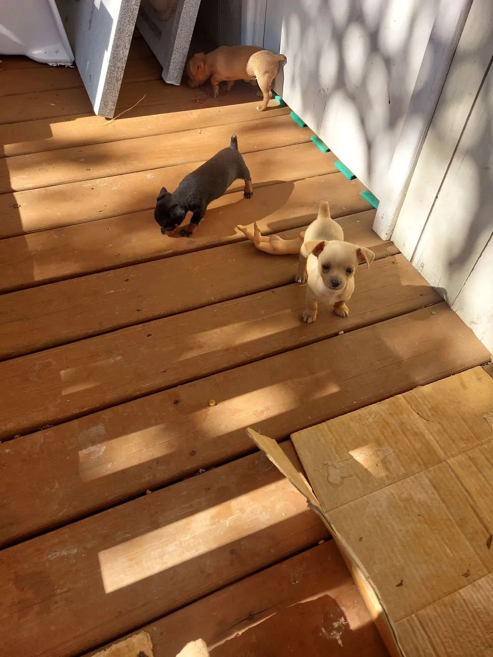 PINSCHER  MACHO  - Foto 5