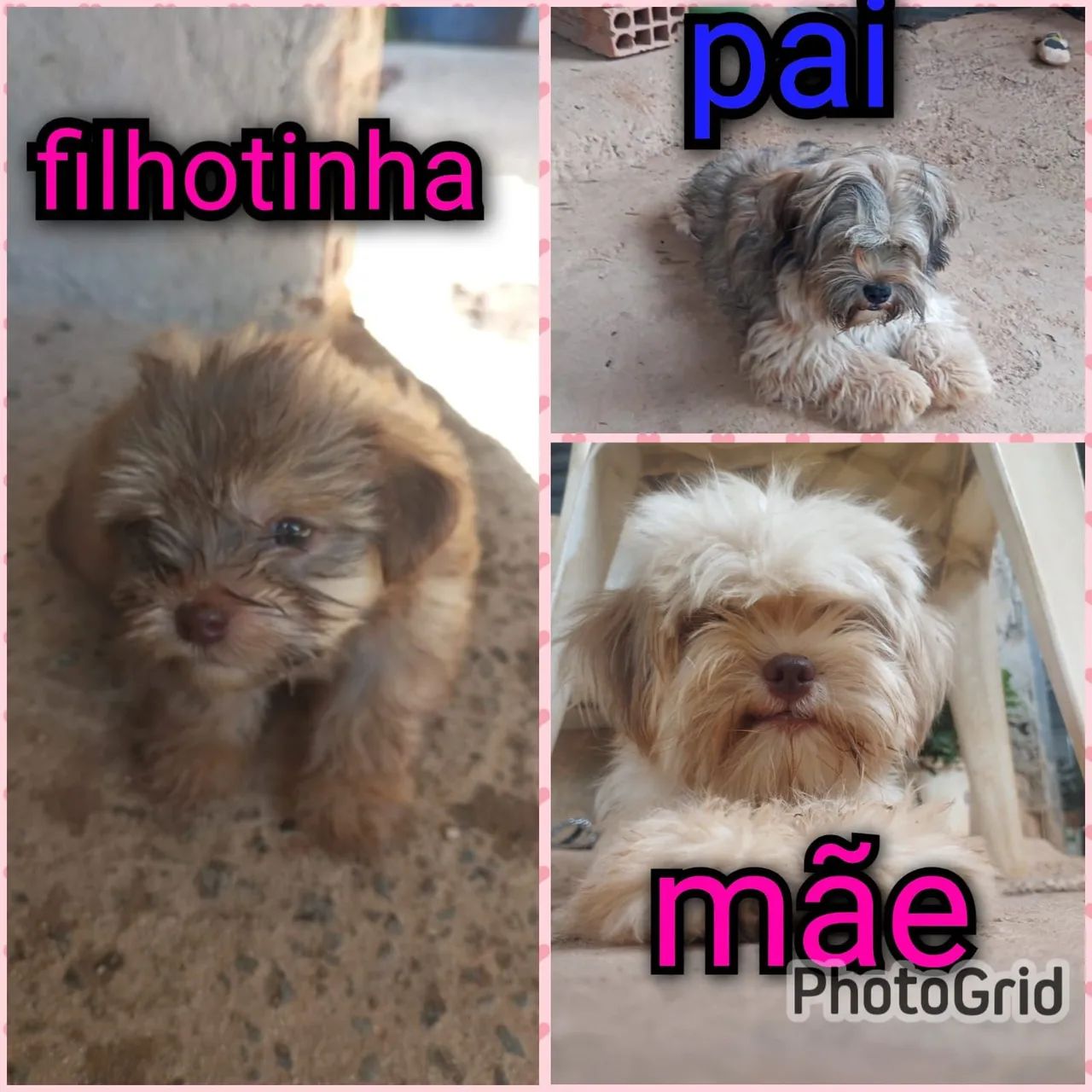 Fêmea de Shit tzu