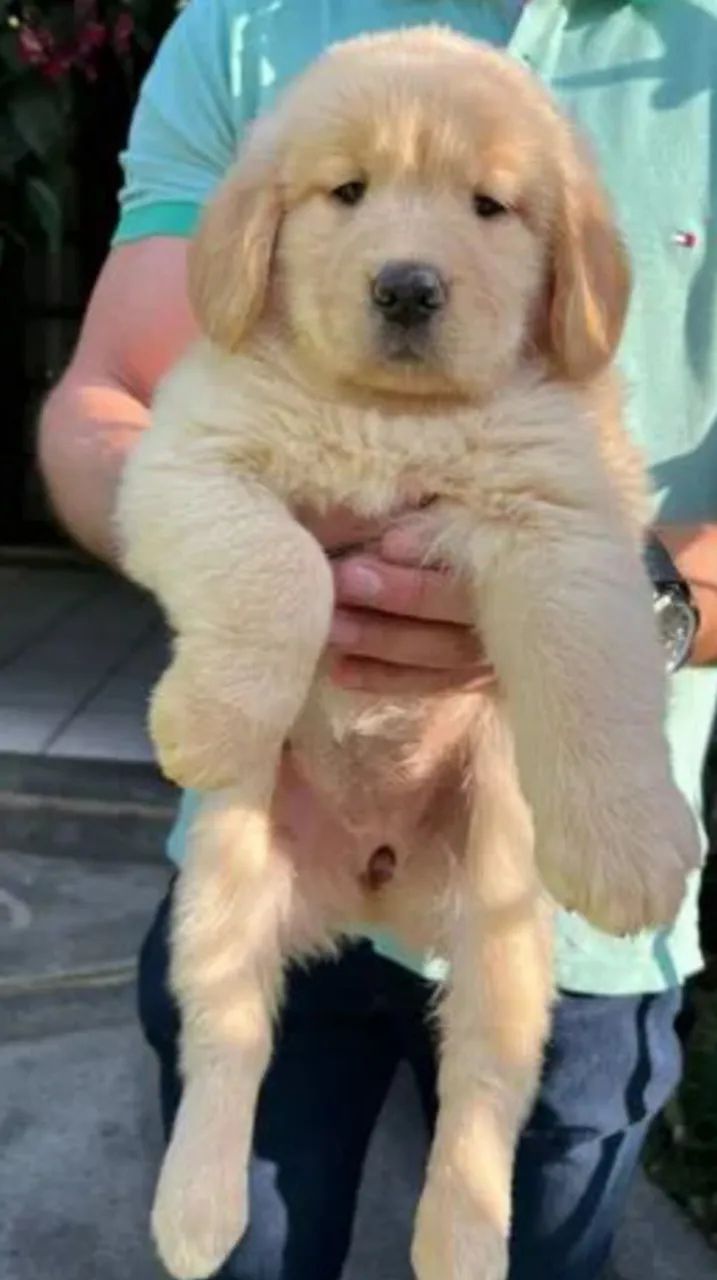   Golden Retriever 