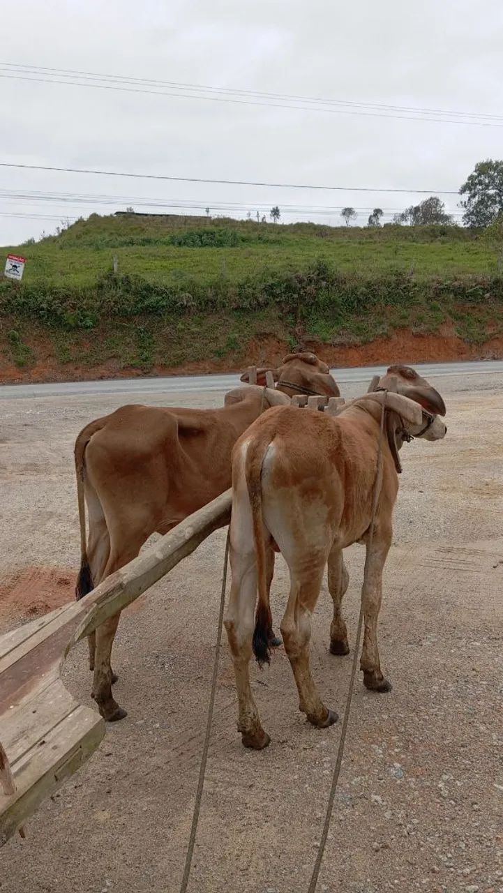 Parelha de terneiro. - Foto 3