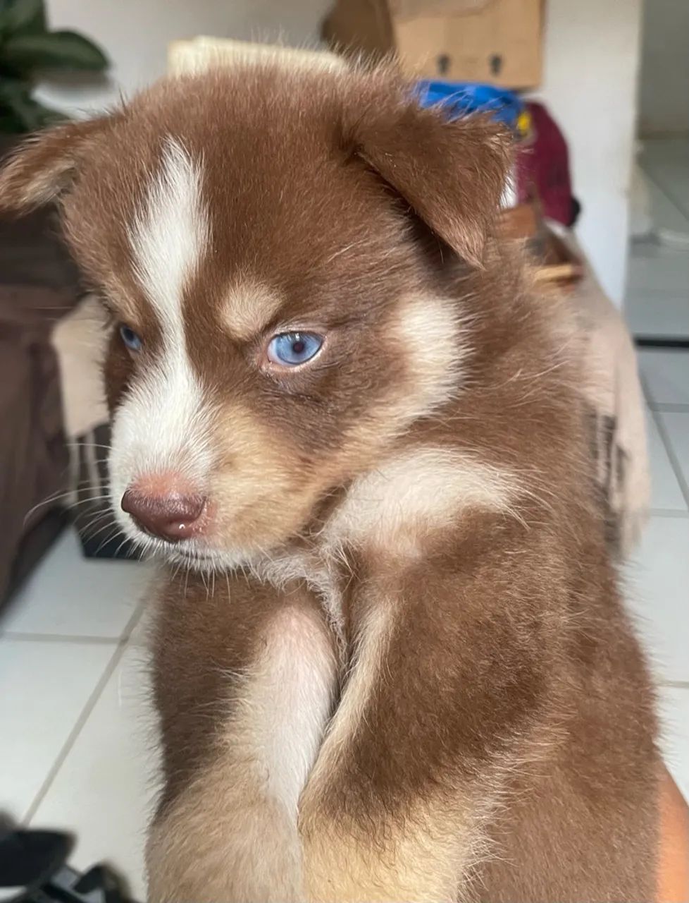 Husky siberiano 