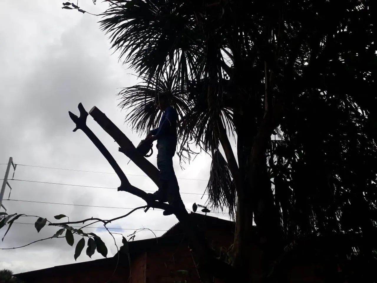 Cortes e podas de árvores de todos os tamanhos 