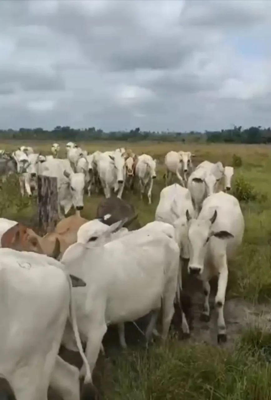 Bezerra é vacas nelore