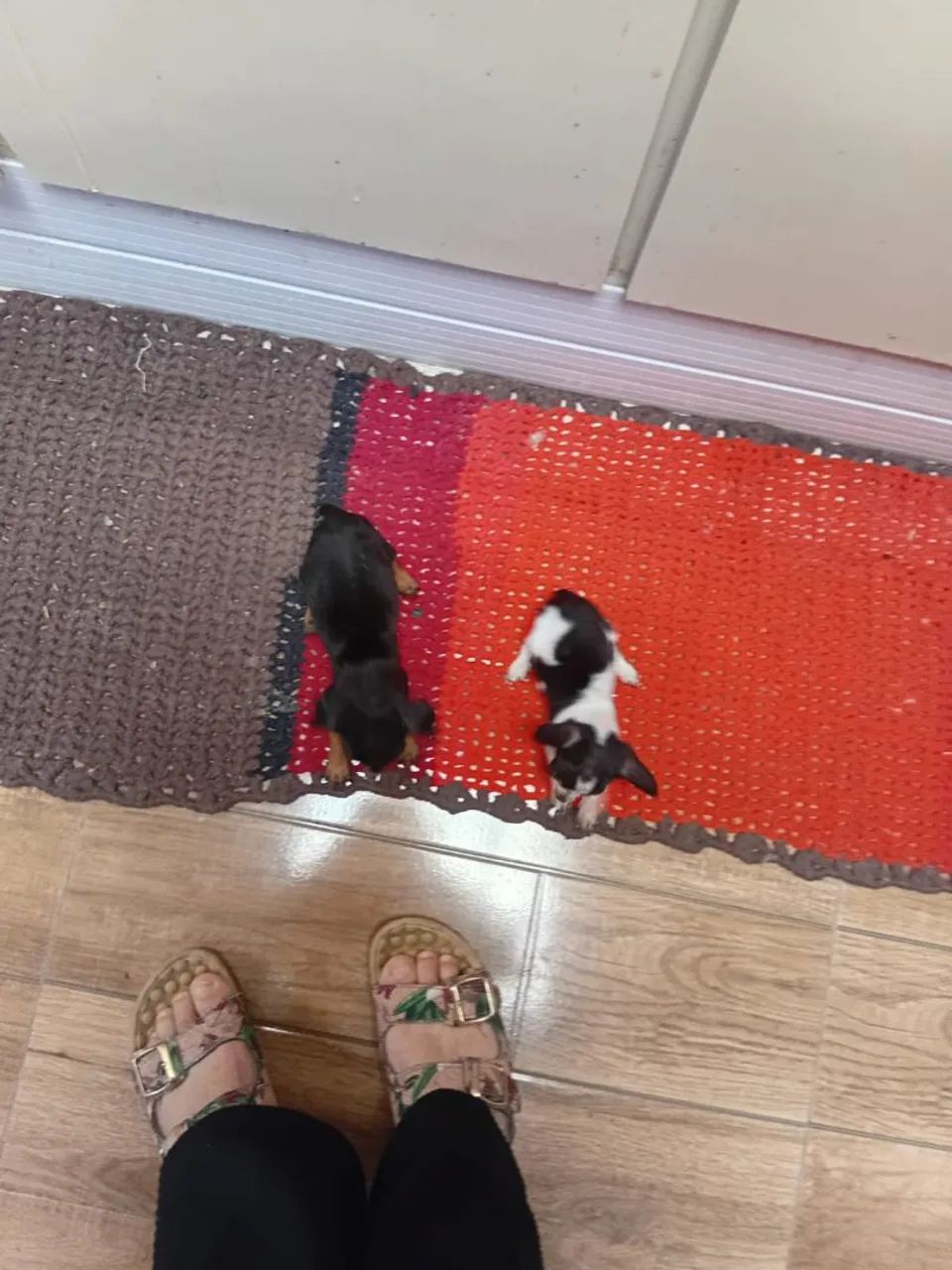 Vendo pinscher  - Foto 4