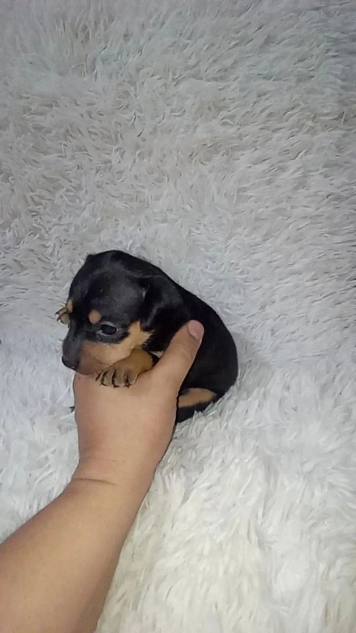 Pinscher miniatura macho  - Foto 4