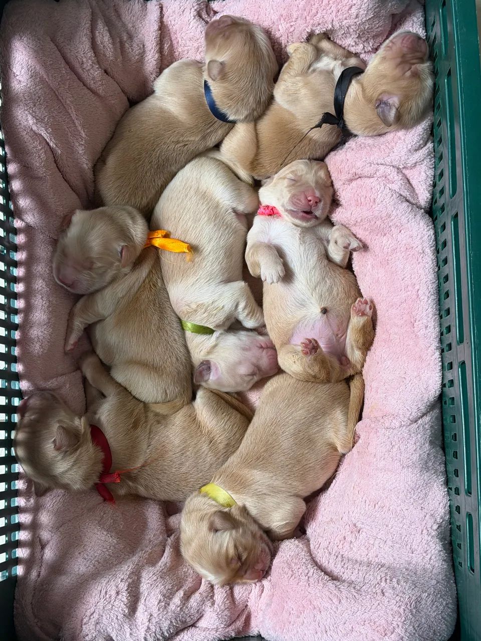 Golden Retriever - Foto 4