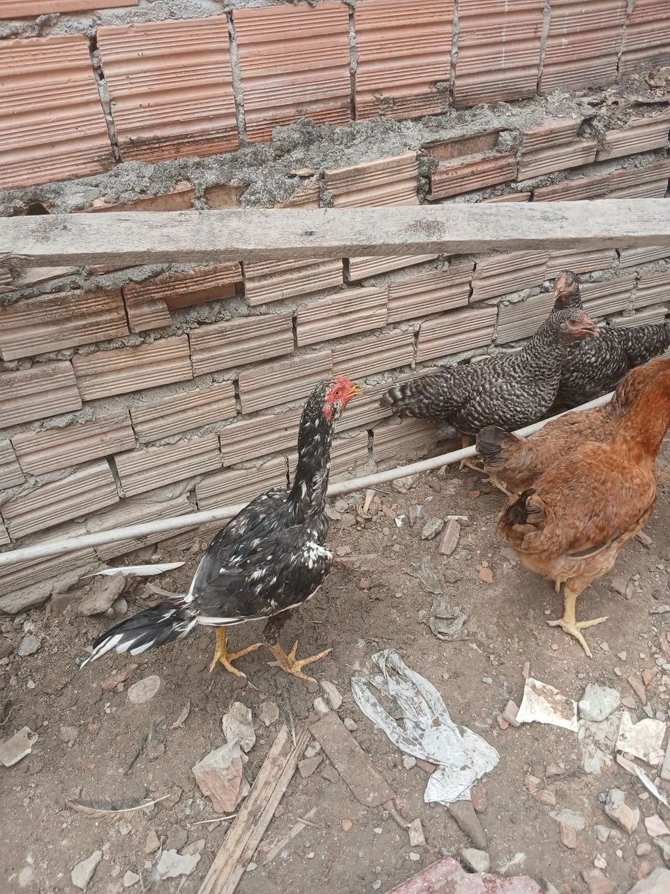 frango 
