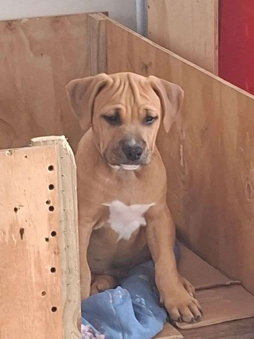 Pitbulls puros  - Foto 2