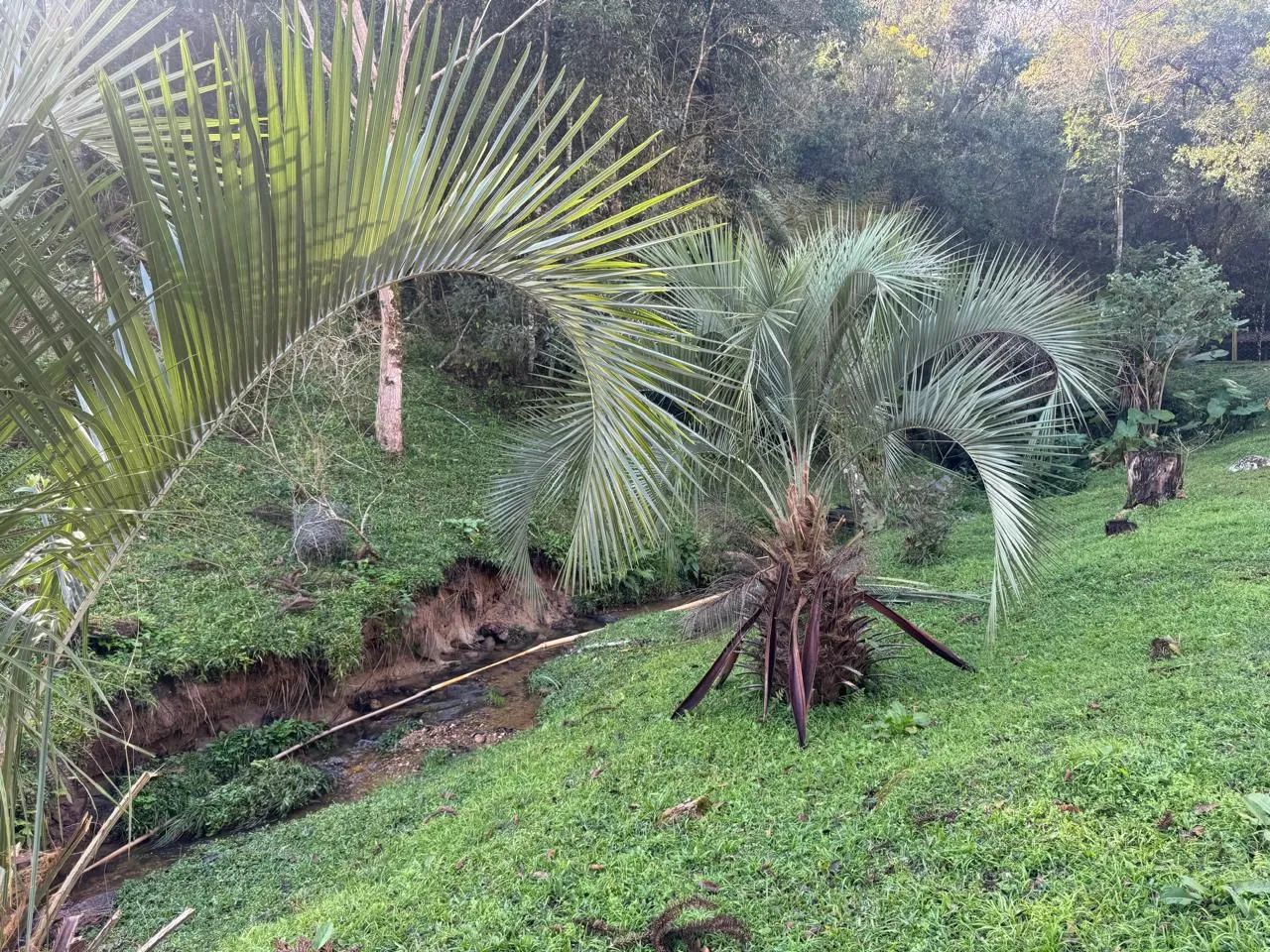 Chacara Bocaiuva do Sul 20 Mill m2.  - Foto 3