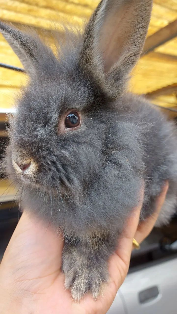 Mini Lionhead a partir de 50 reais em Curitiba